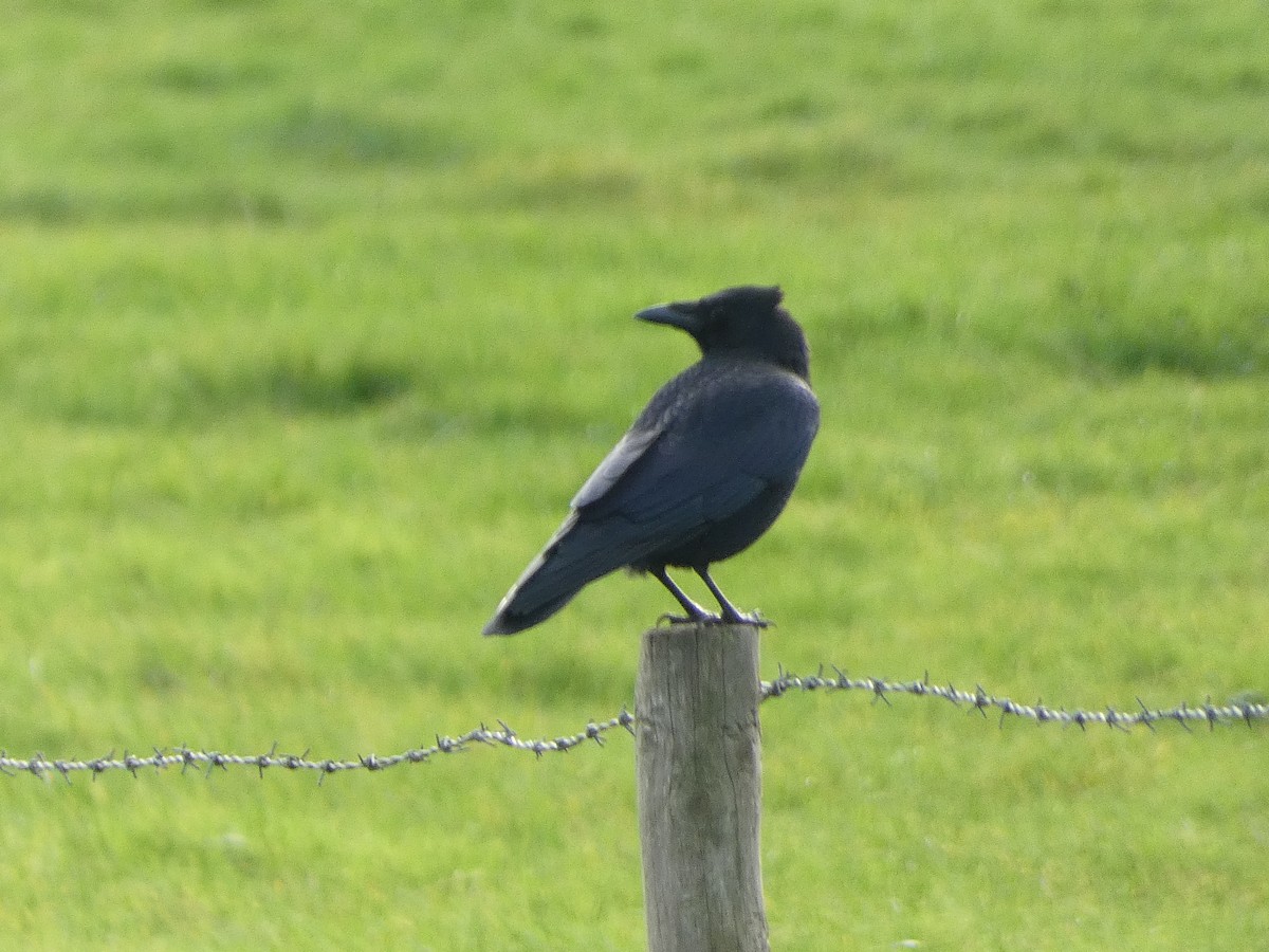 Carrion Crow - ML625579981