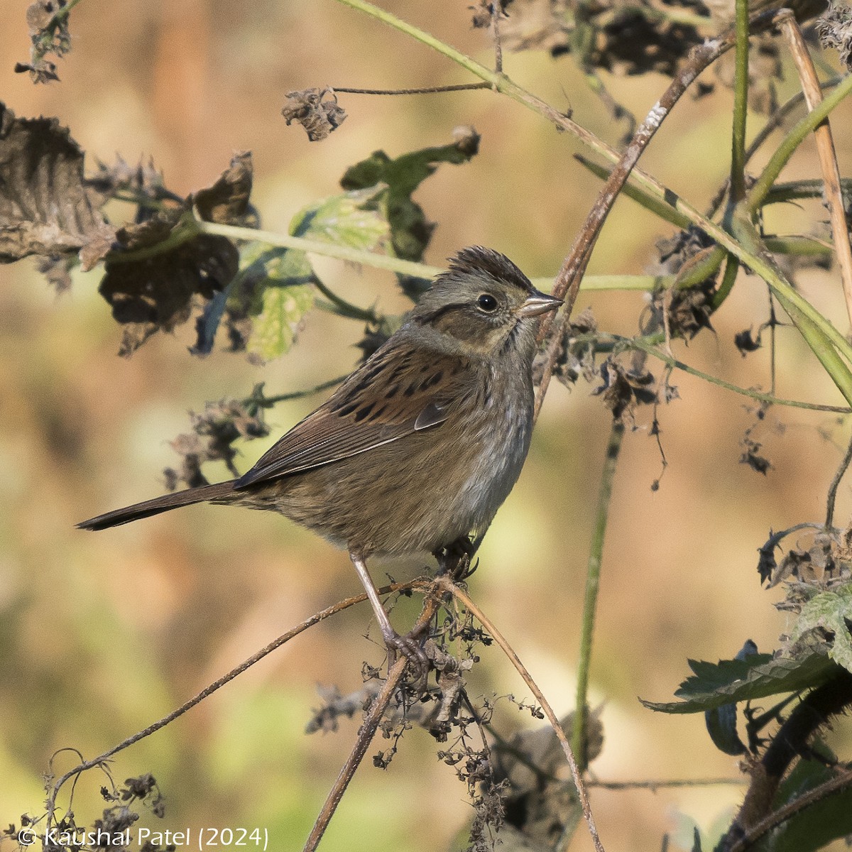Swamp Sparrow - ML625579998