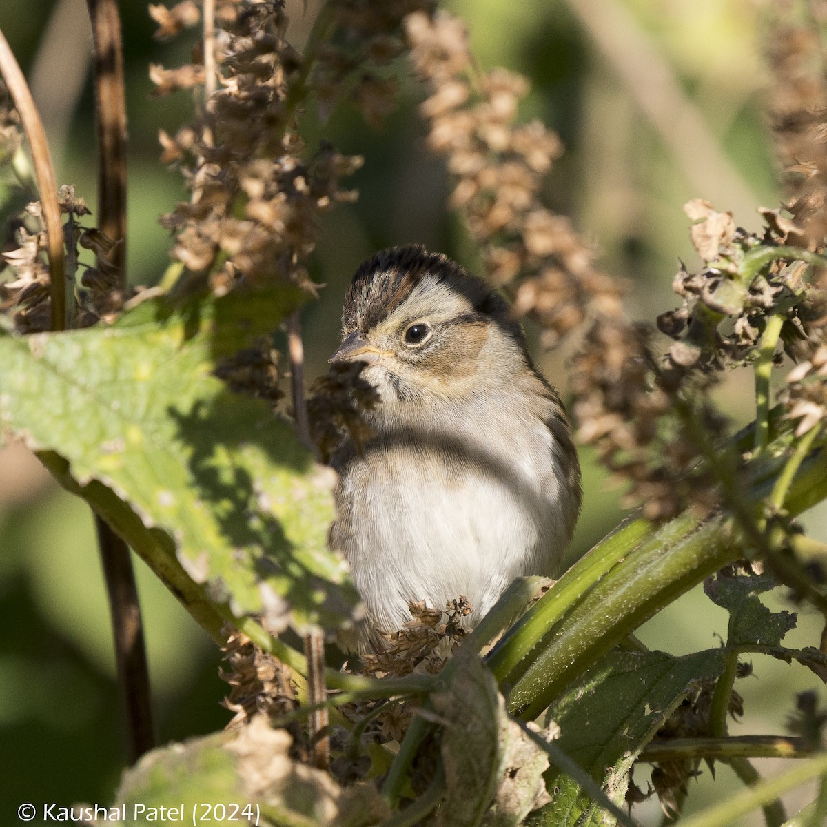 Swamp Sparrow - ML625579999