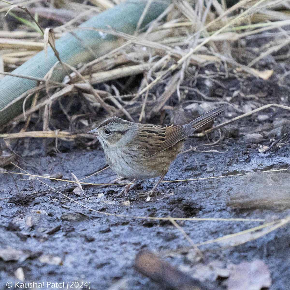 Swamp Sparrow - ML625580000