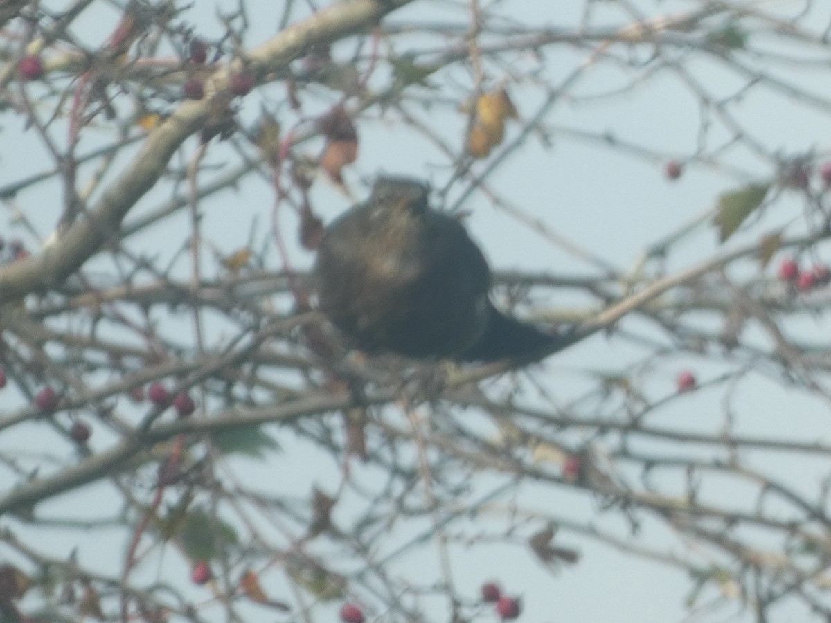 Eurasian Blackbird - ML625580021