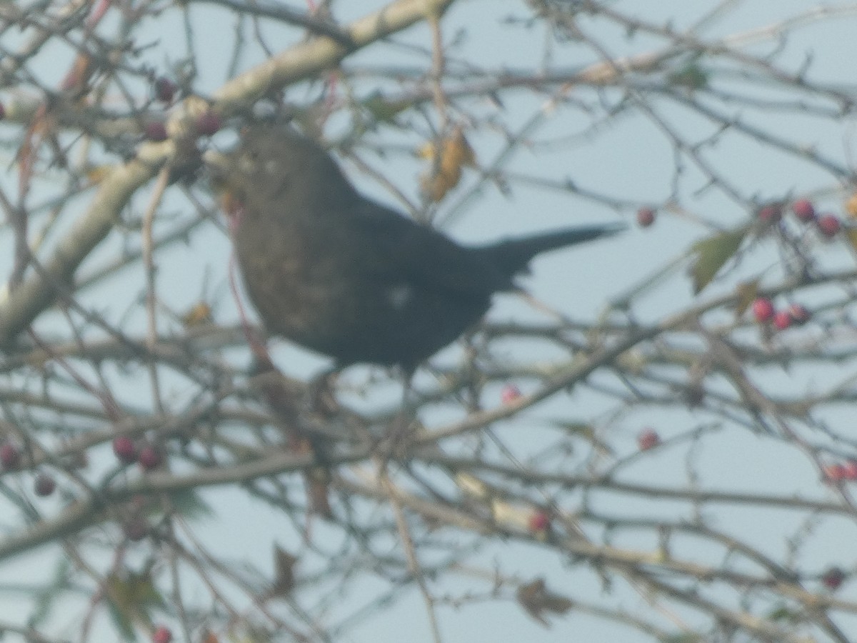 Eurasian Blackbird - ML625580022