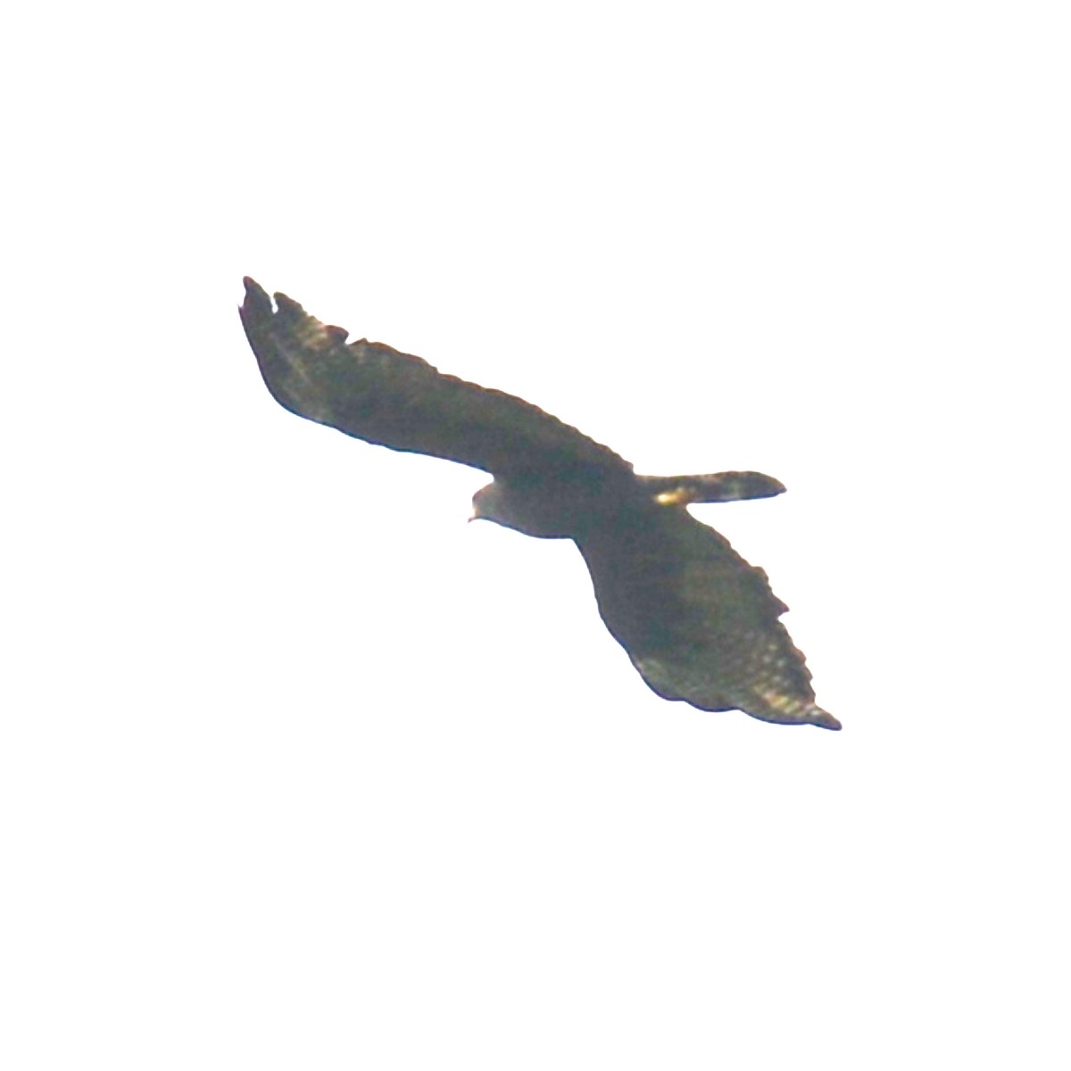 Zone-tailed Hawk - ML625580046