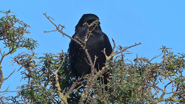 עורב אירופי - ML625580129