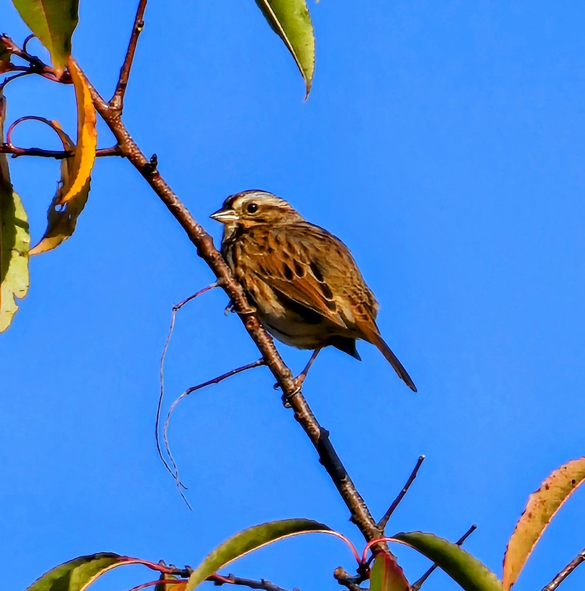 Song Sparrow - ML625580211