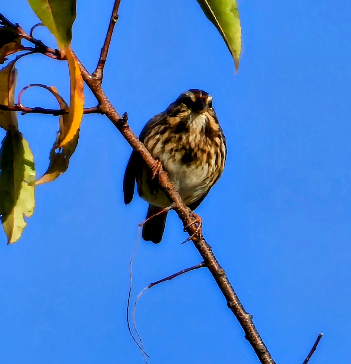 Song Sparrow - ML625580212