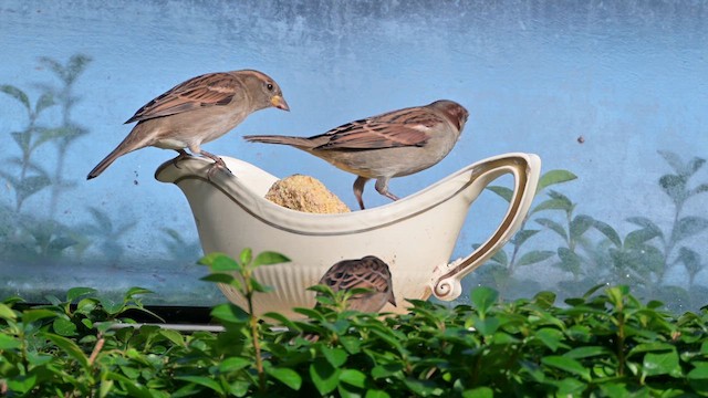 House Sparrow - ML625580468