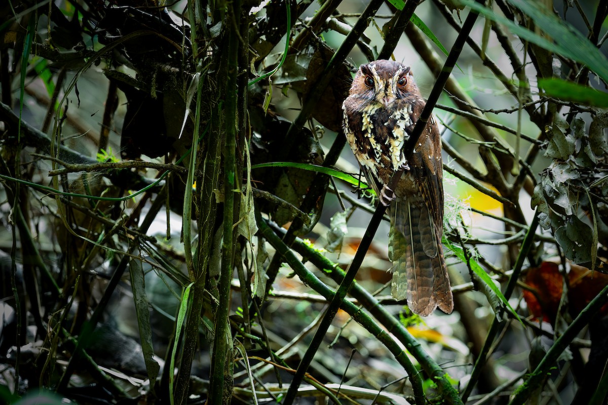 Feline Owlet-nightjar - JJ Harrison