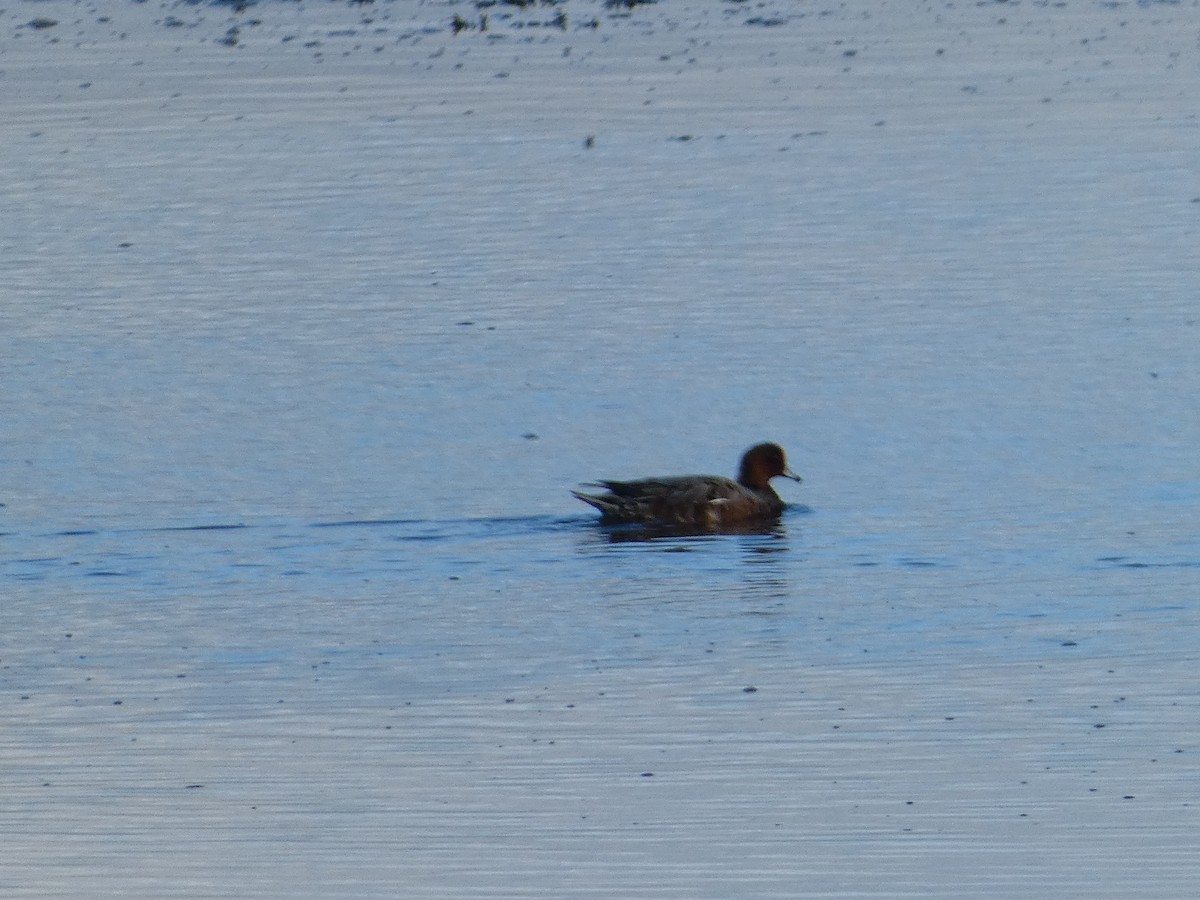 Eurasian Wigeon - Mike Tuer