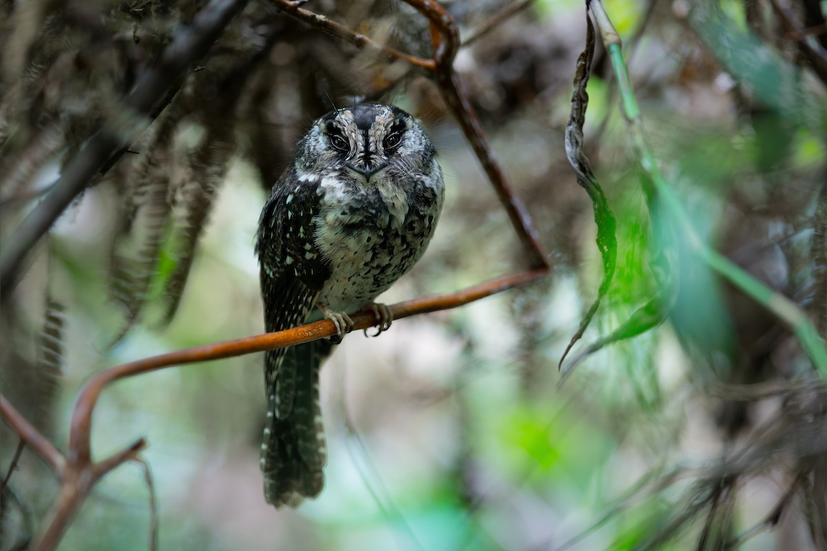 Mountain Owlet-nightjar - ML625580646