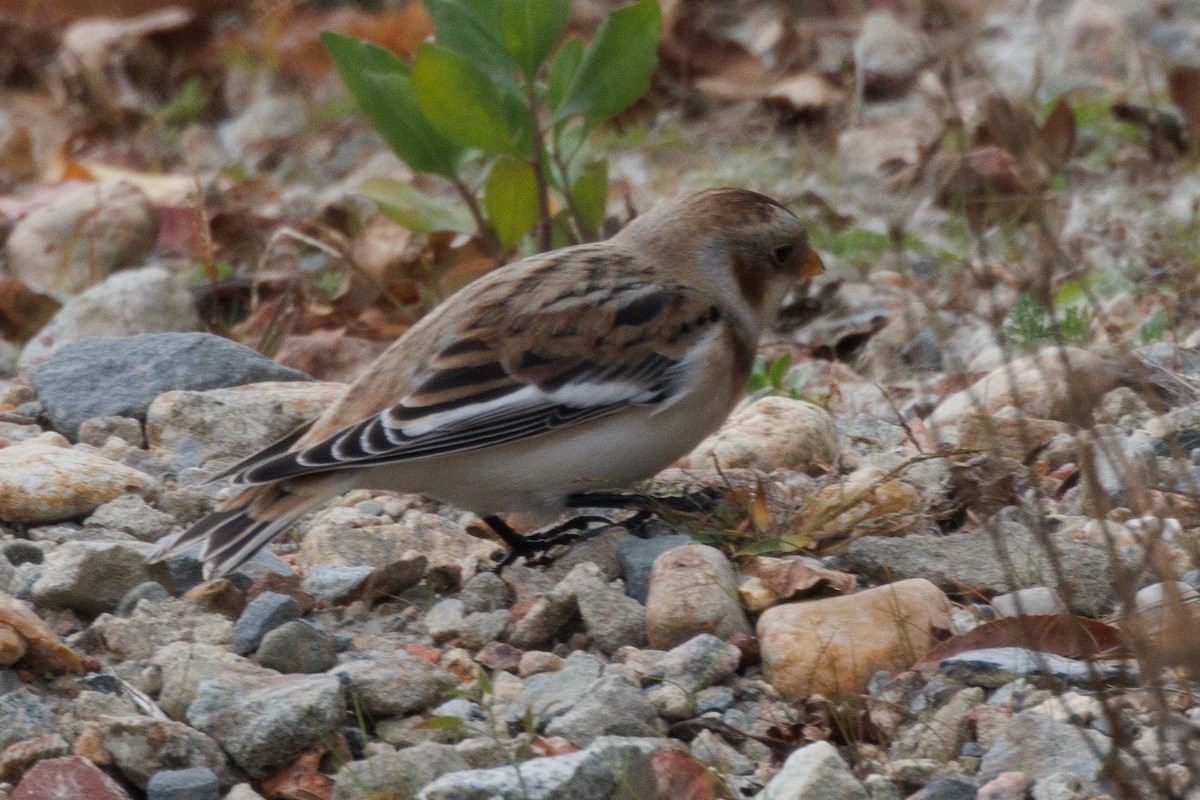 Snow Bunting - ML625580727
