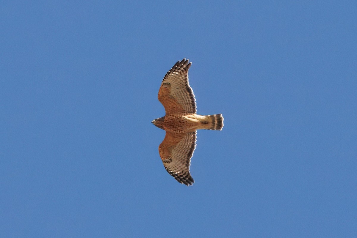 Red-shouldered Hawk - ML625580984