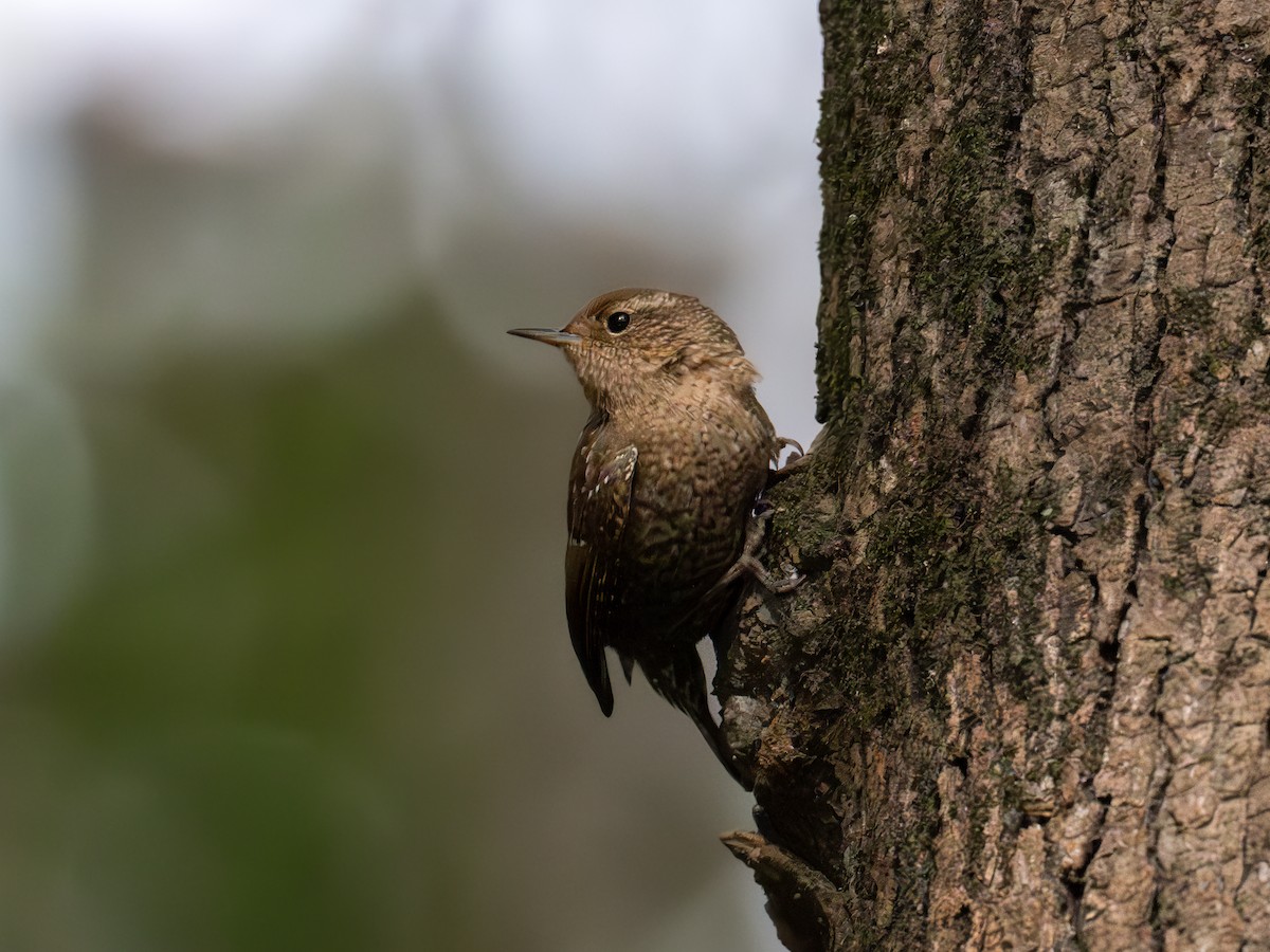 Winter Wren - ML625581059