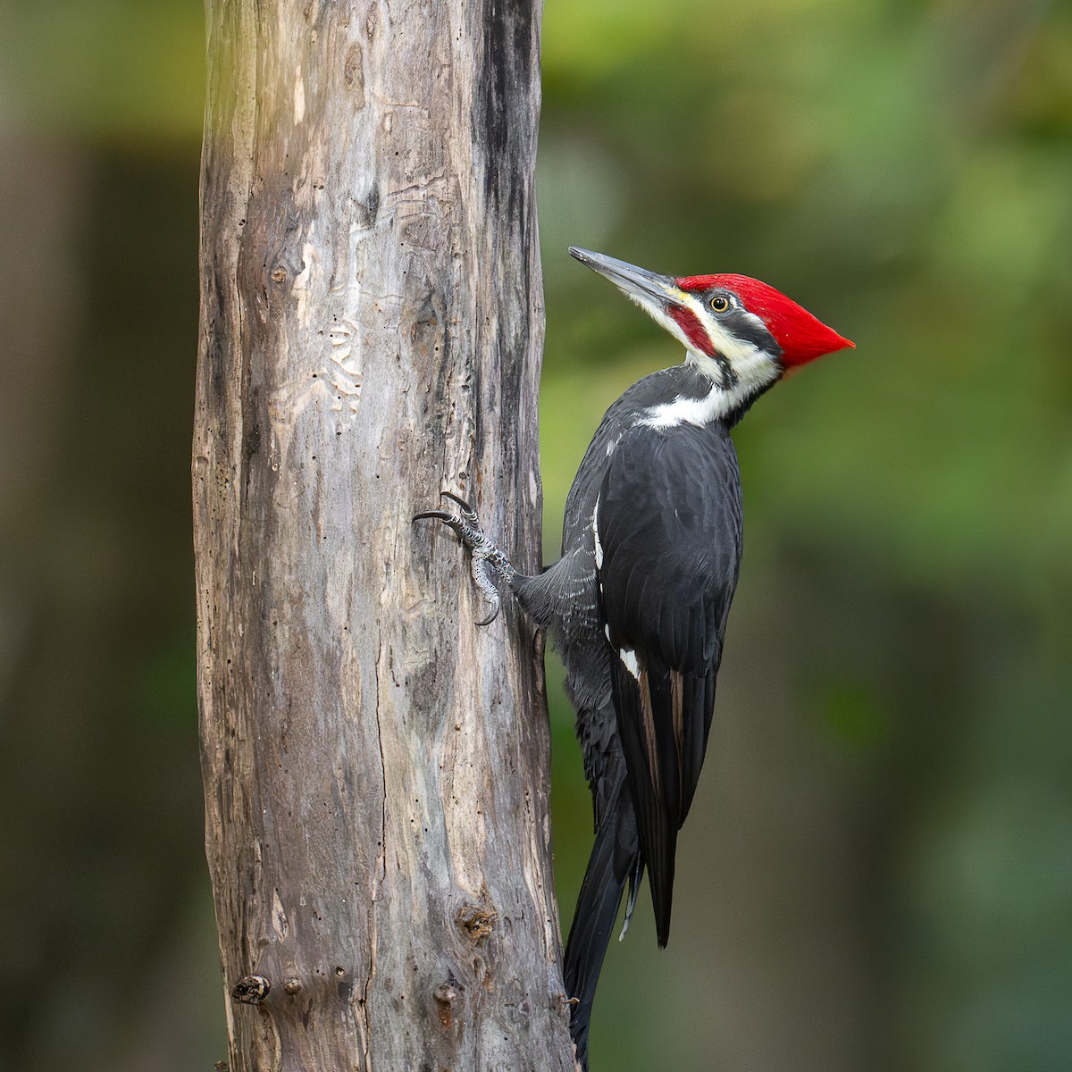 Pileated Woodpecker - ML625581081