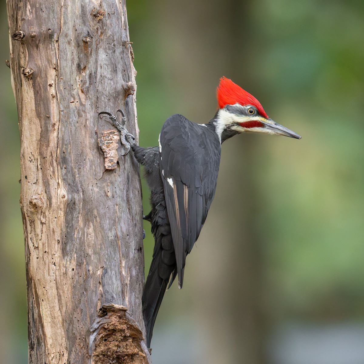 Pileated Woodpecker - ML625581082