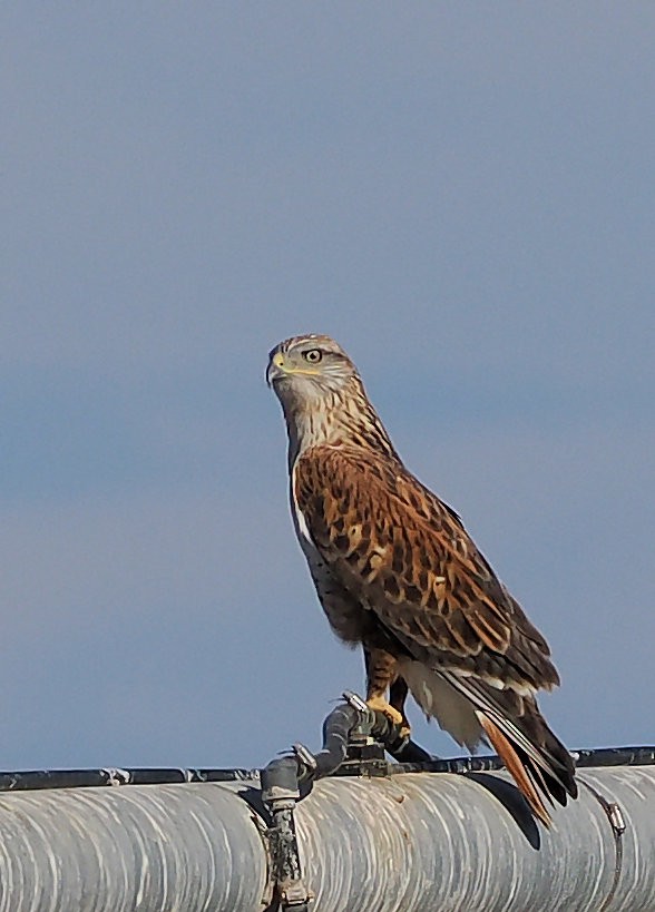 Ferruginous Hawk - ML625581361