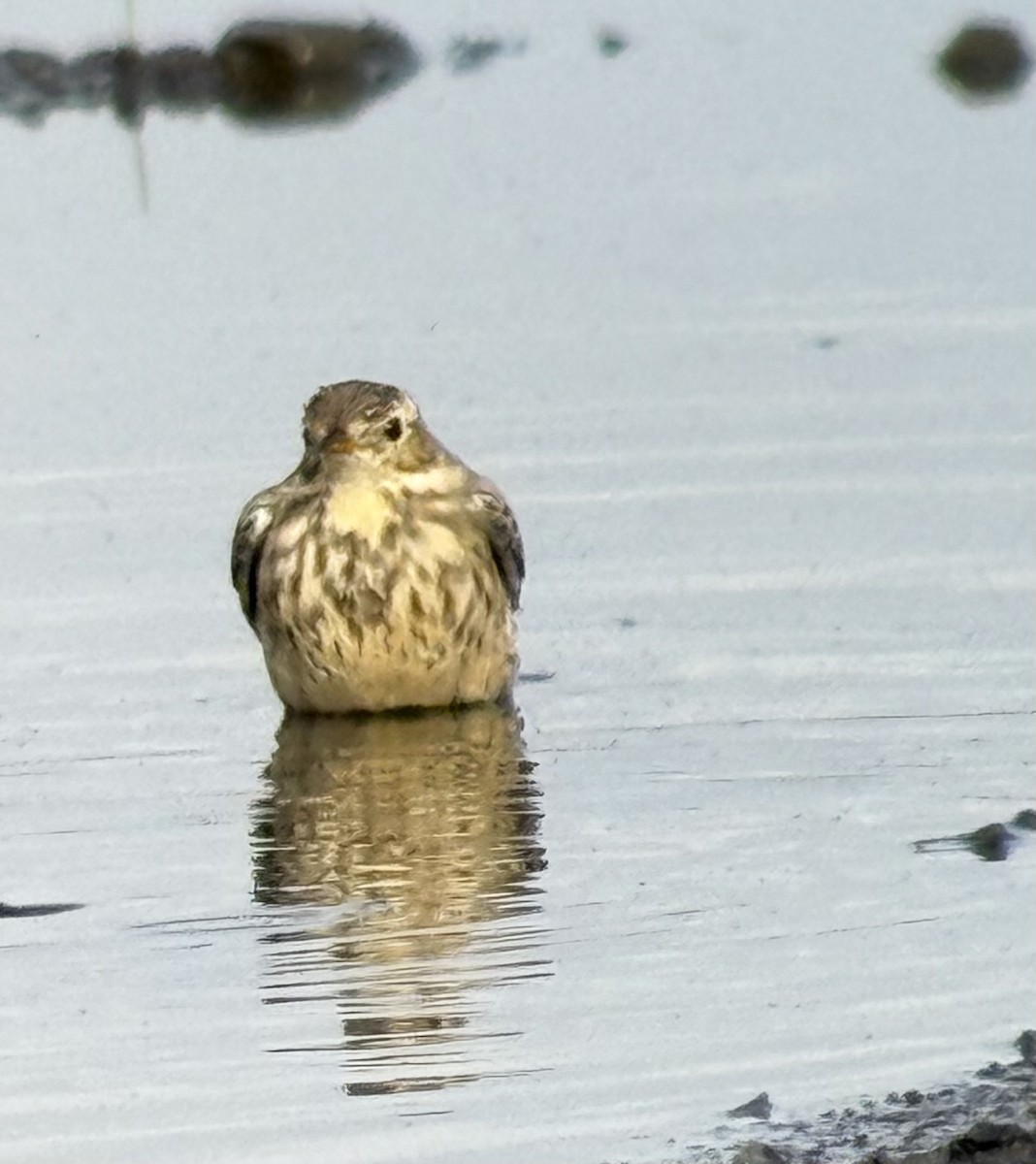 American Pipit - ML625581390