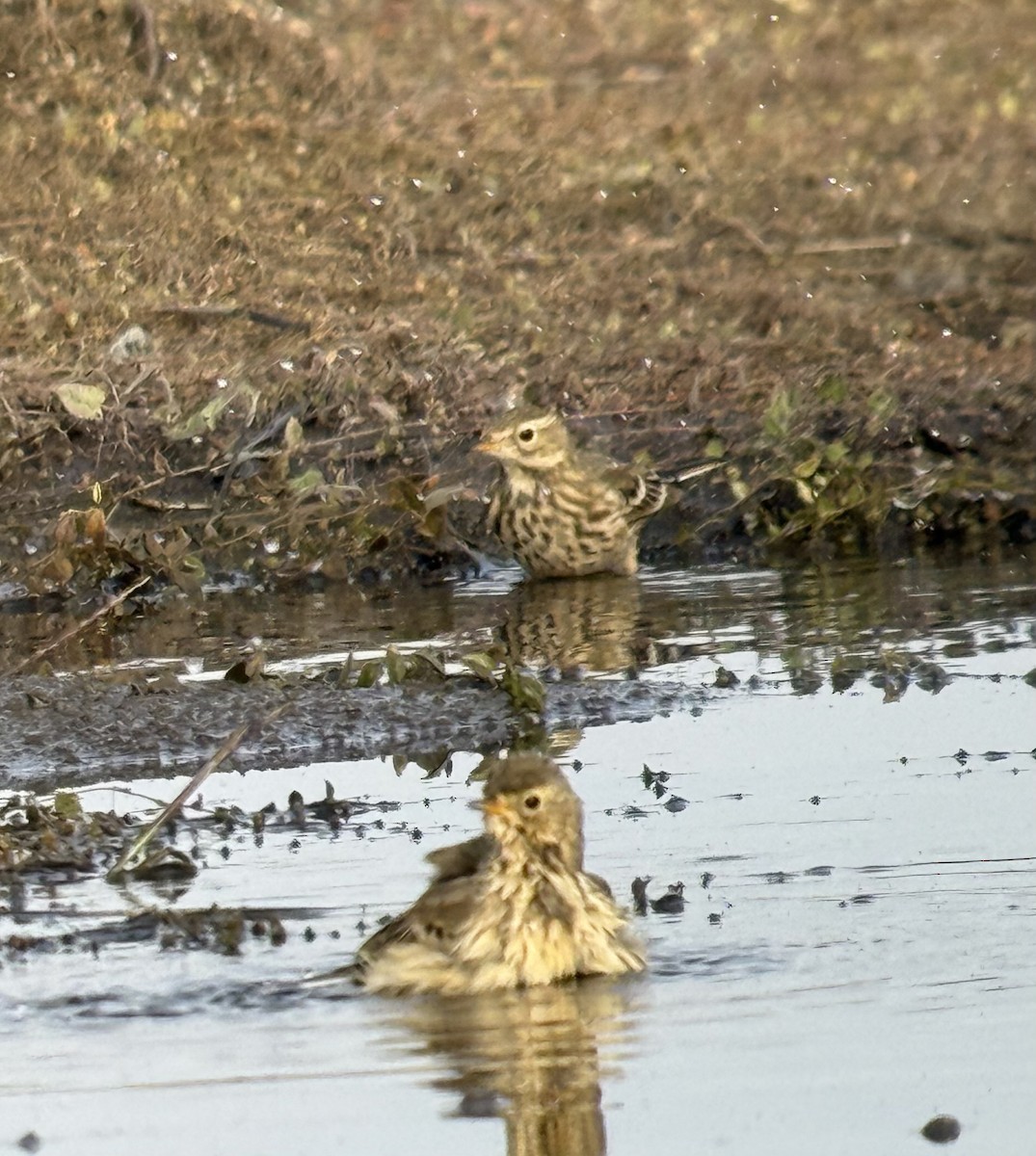 American Pipit - ML625581391