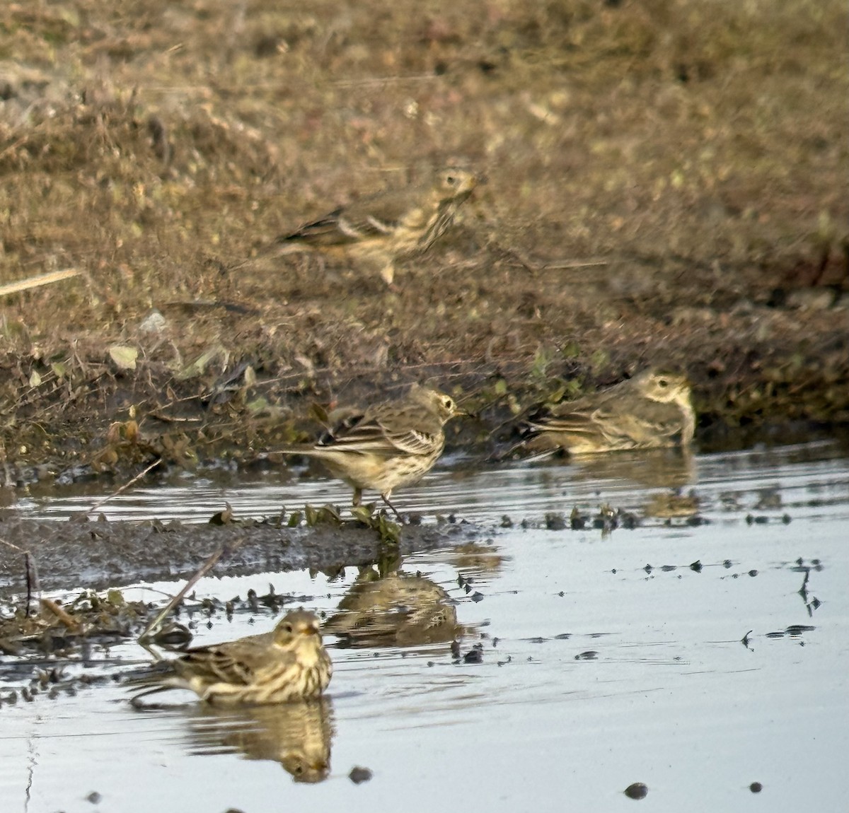 American Pipit - ML625581392