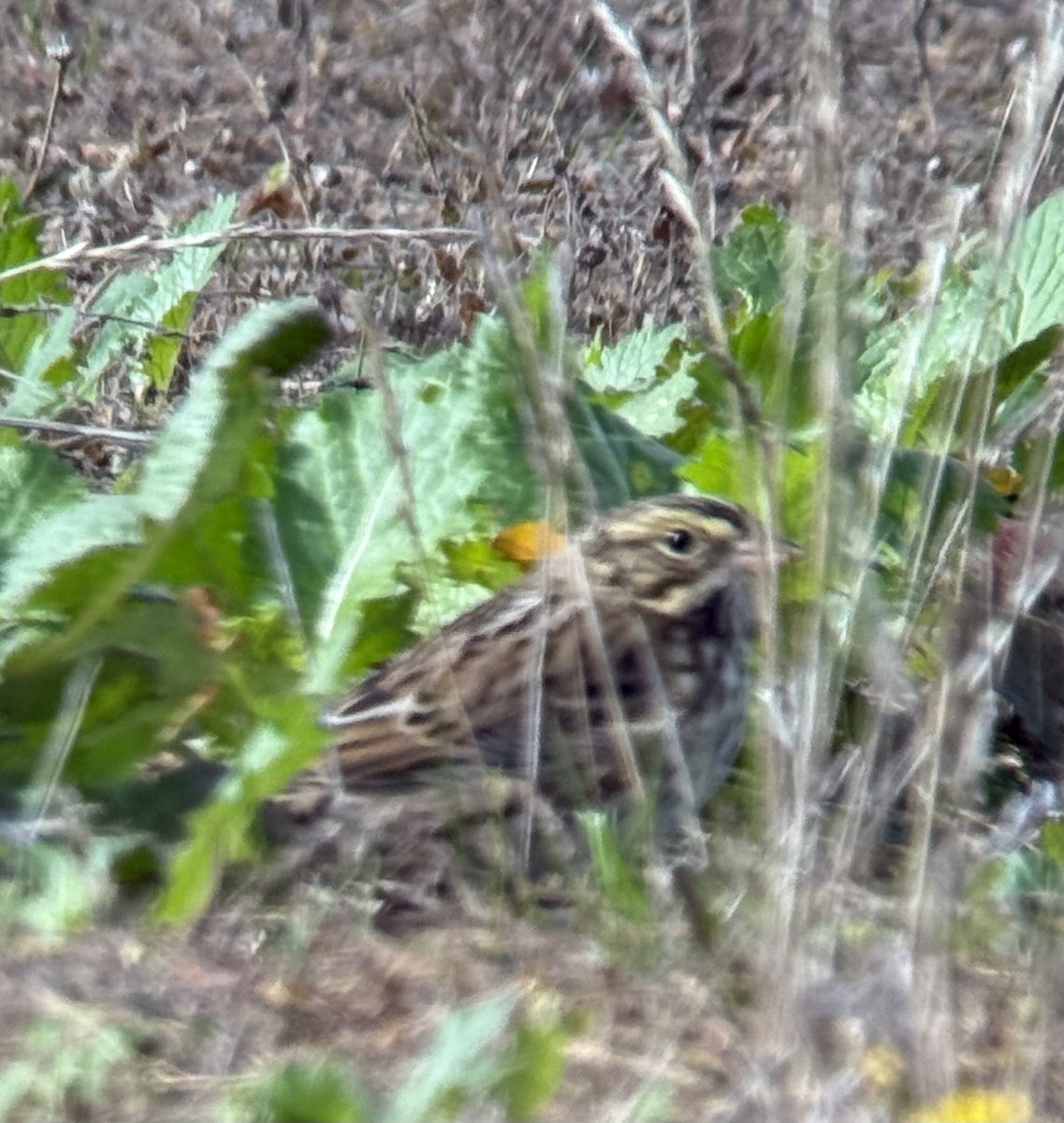 Savannah Sparrow - ML625581403