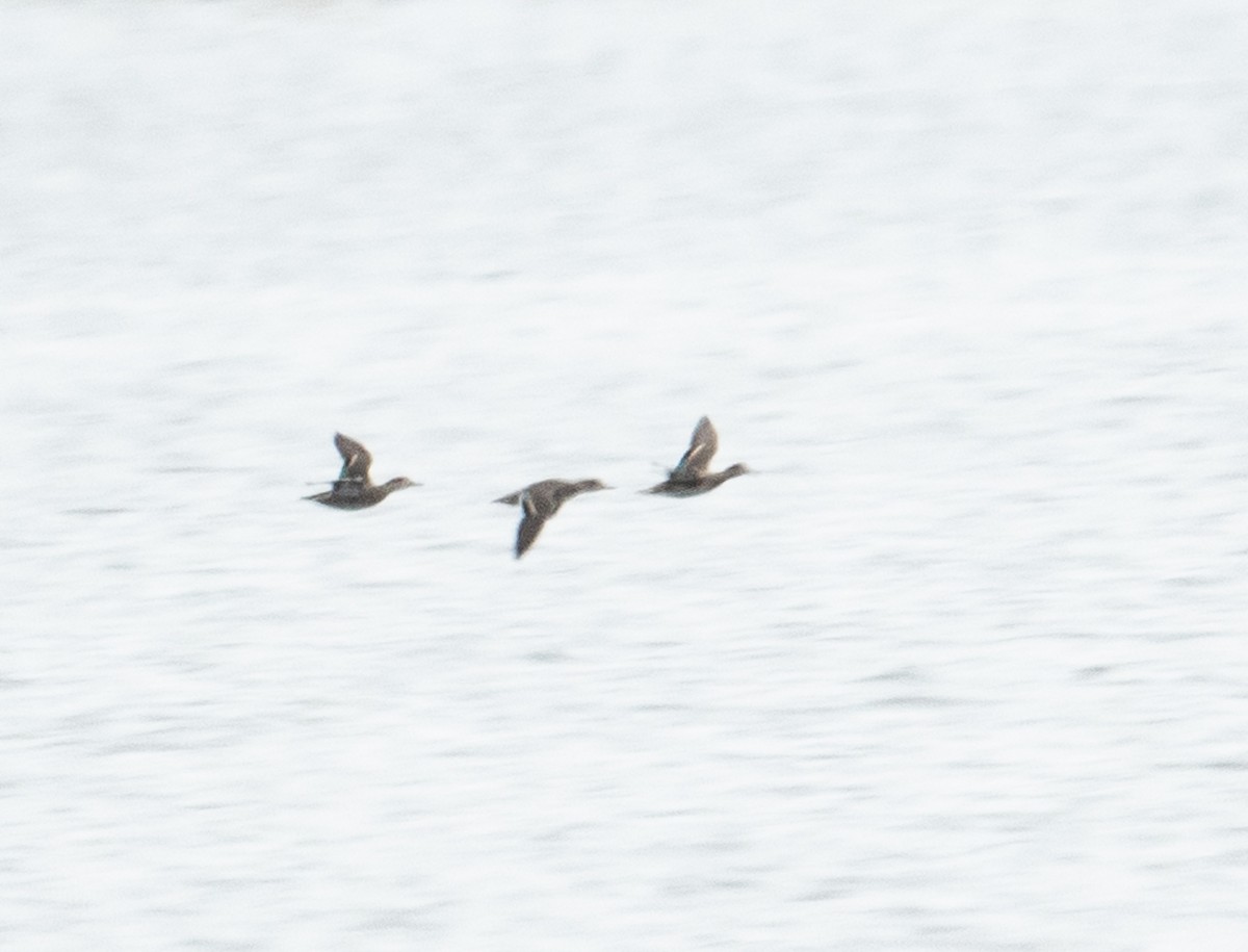 Green-winged Teal - ML625581557