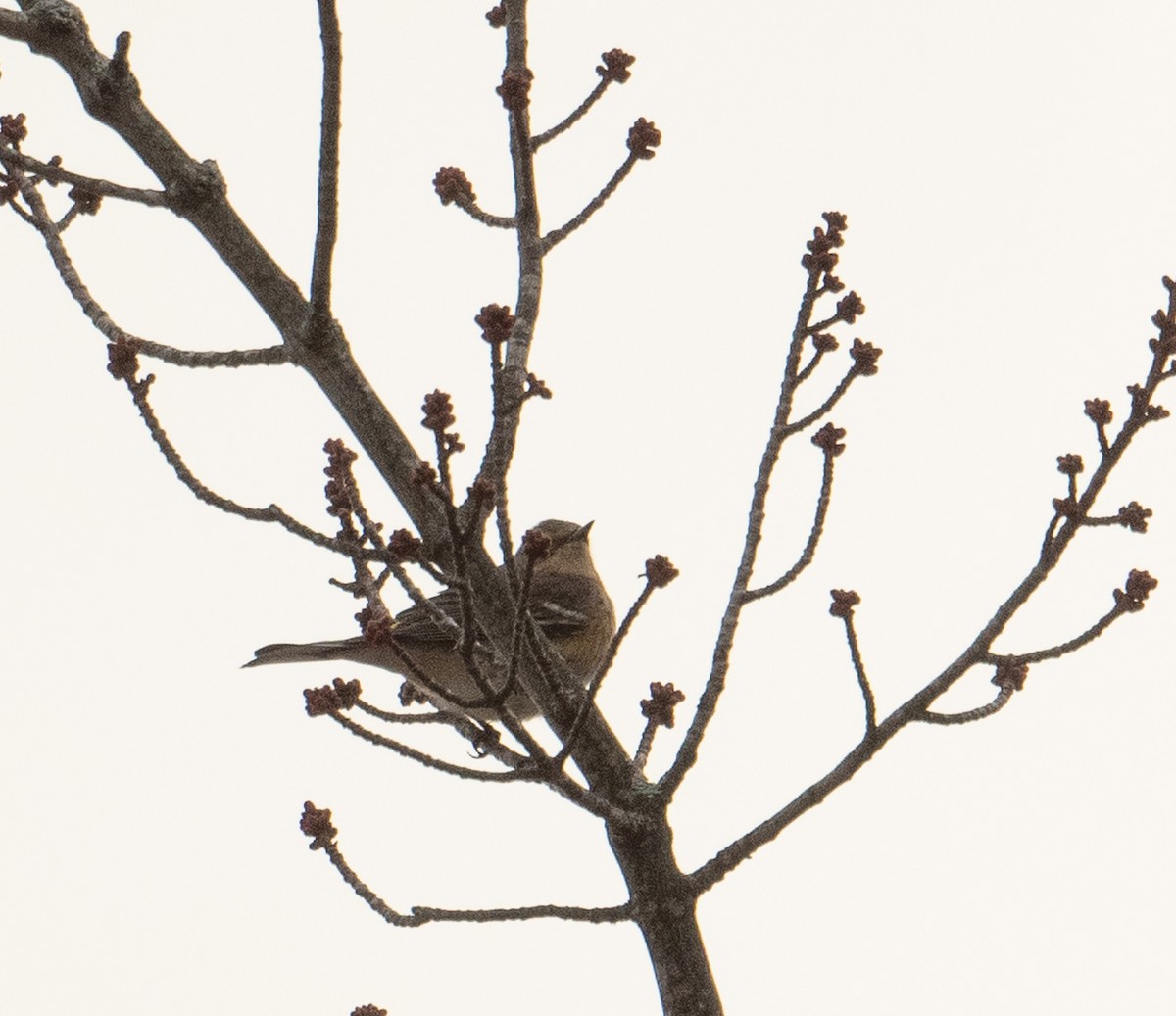 Yellow-rumped Warbler (Myrtle) - ML625581563