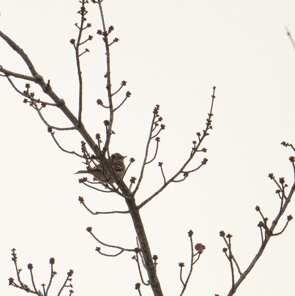 Yellow-rumped Warbler (Myrtle) - ML625581564