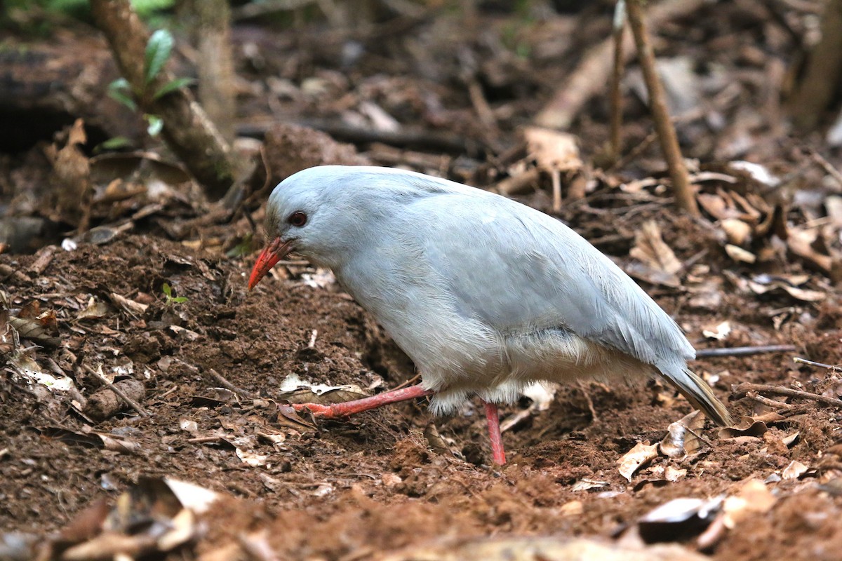 Kagu - ML625581578