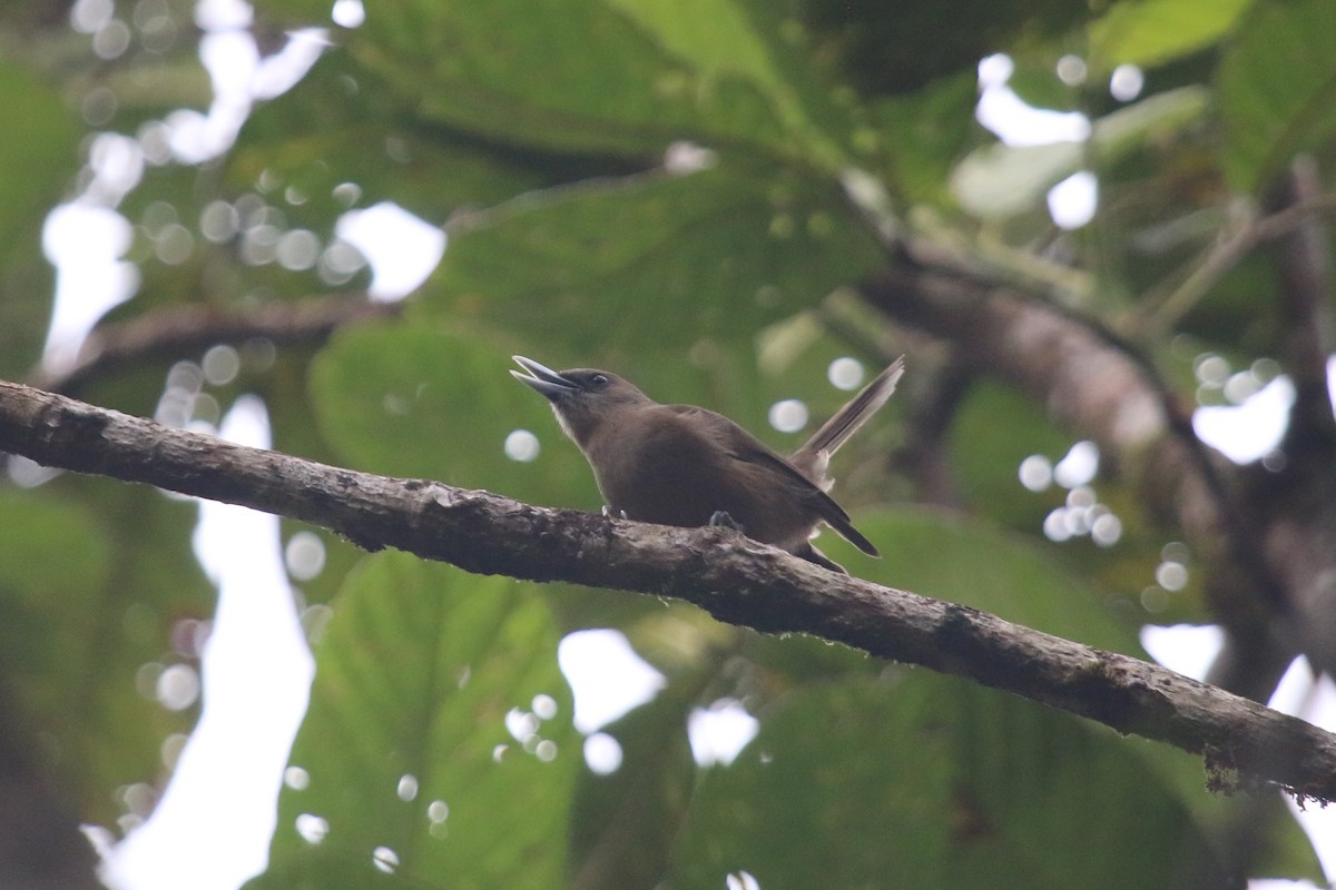 Southern Shrikebill - Bryan Shirley