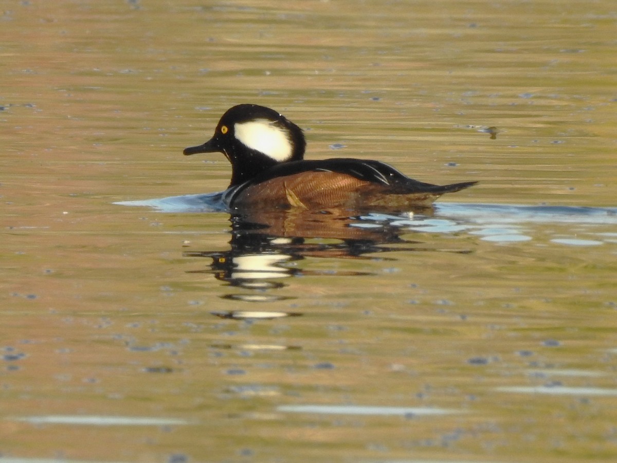 Hooded Merganser - ML625581722