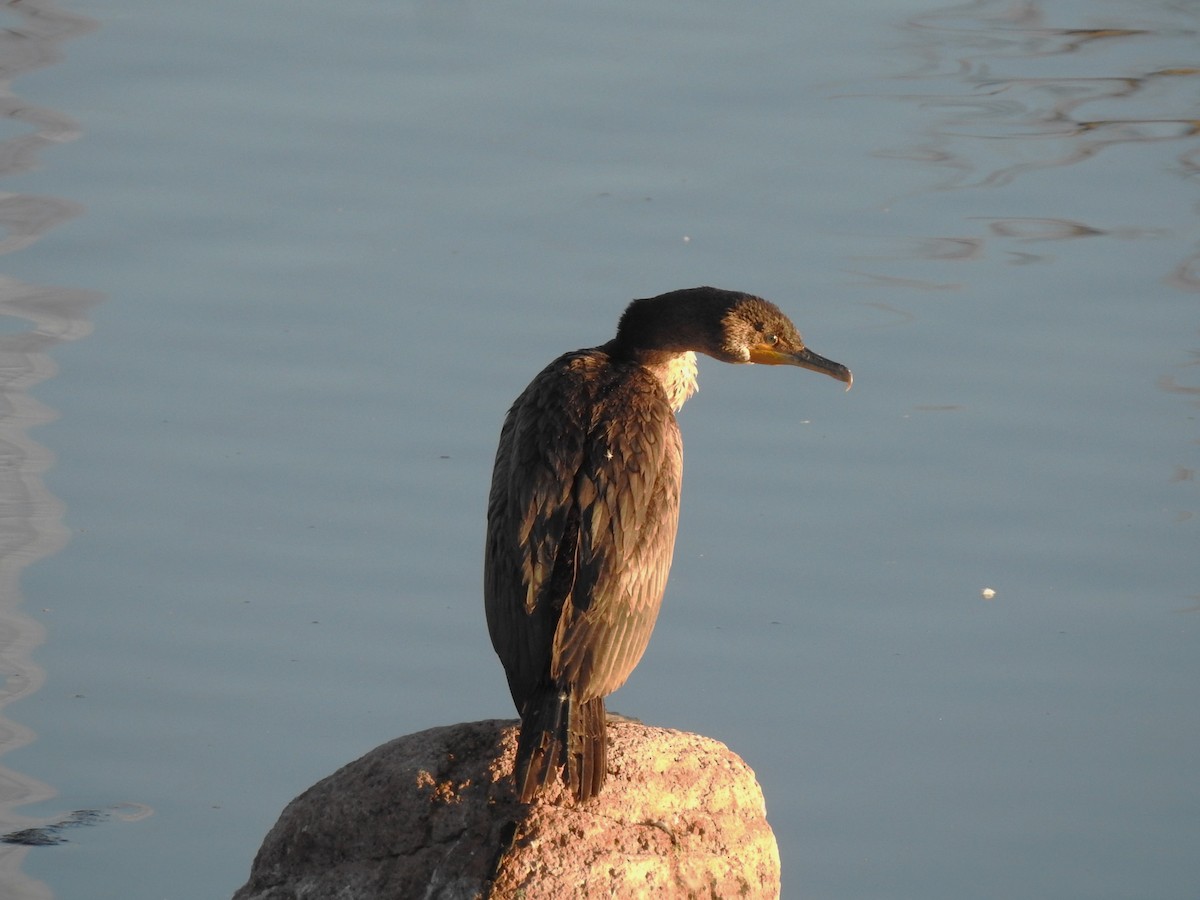 Double-crested Cormorant - ML625581726