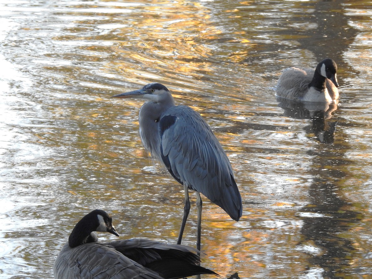 Great Blue Heron - ML625581734