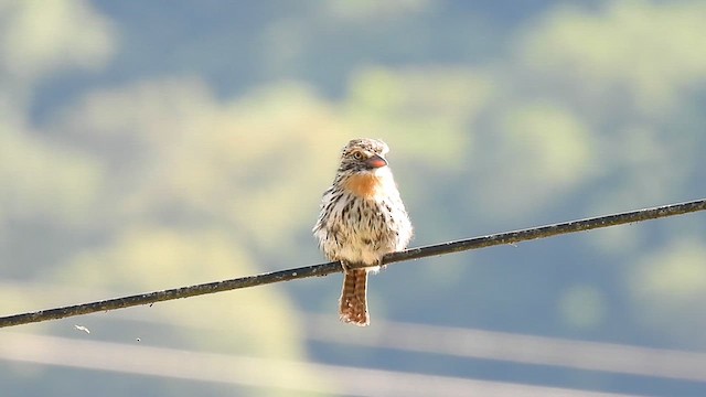 Spot-backed Puffbird - ML625581846