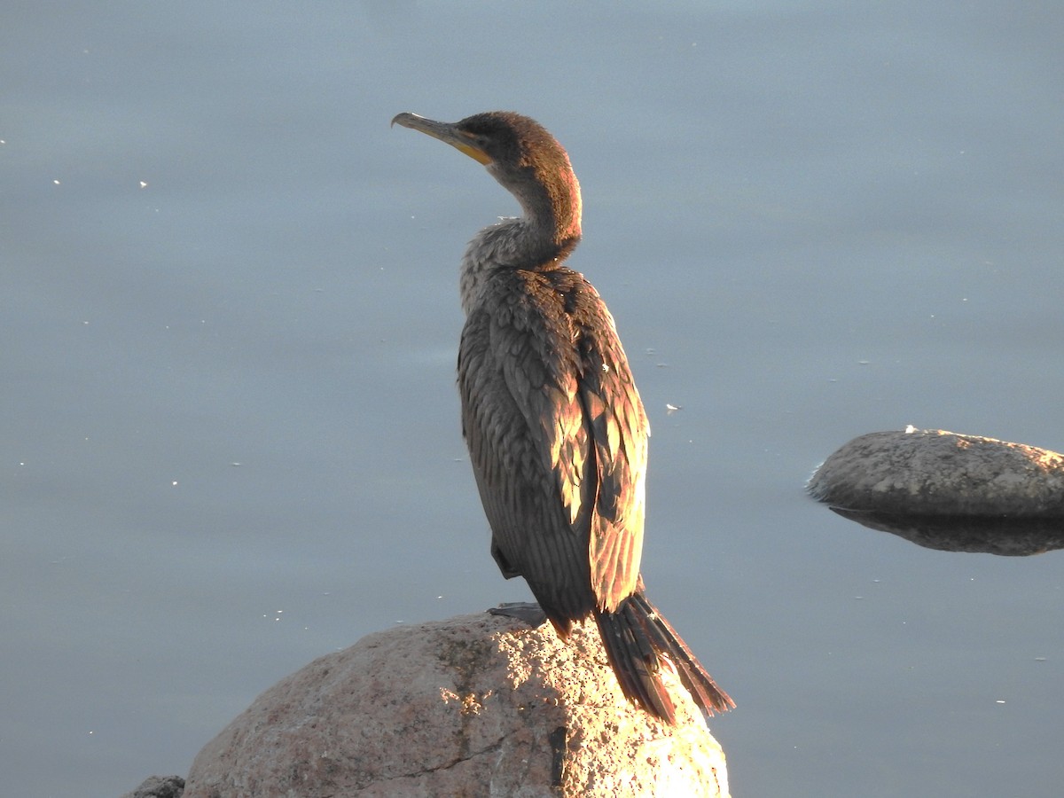 Double-crested Cormorant - ML625581870