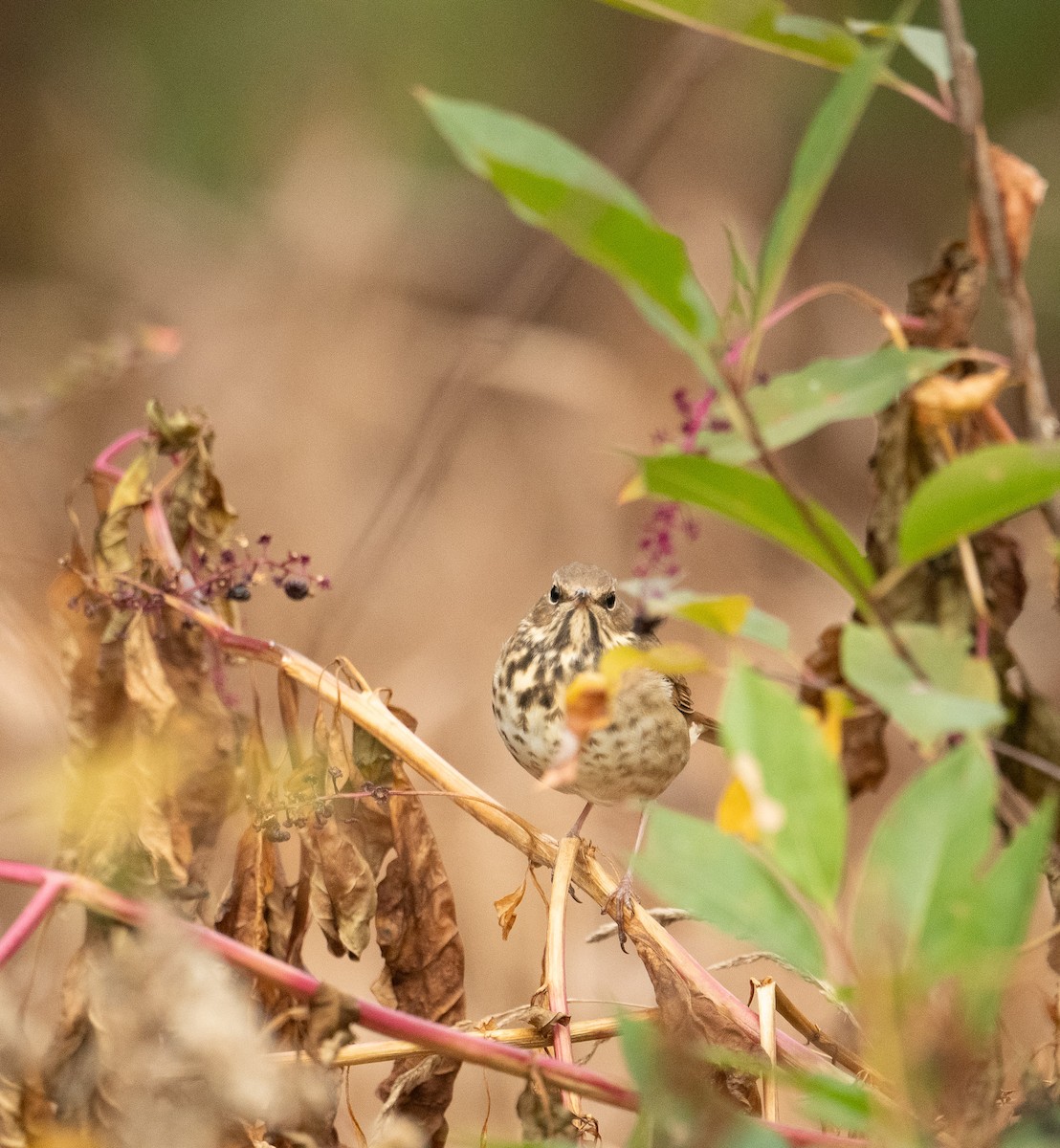 Hermit Thrush - ML625581939