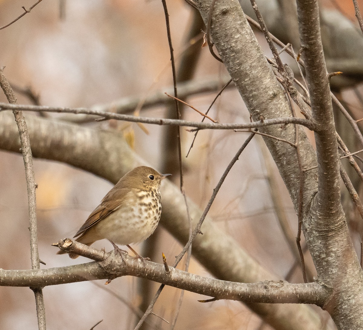 Hermit Thrush - ML625581940