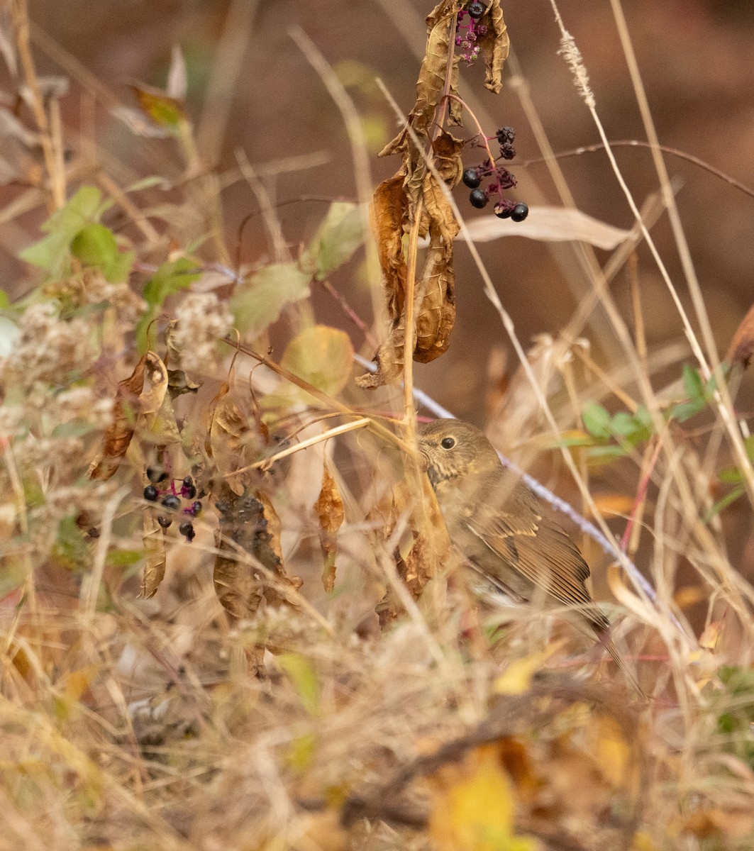 Hermit Thrush - ML625581941