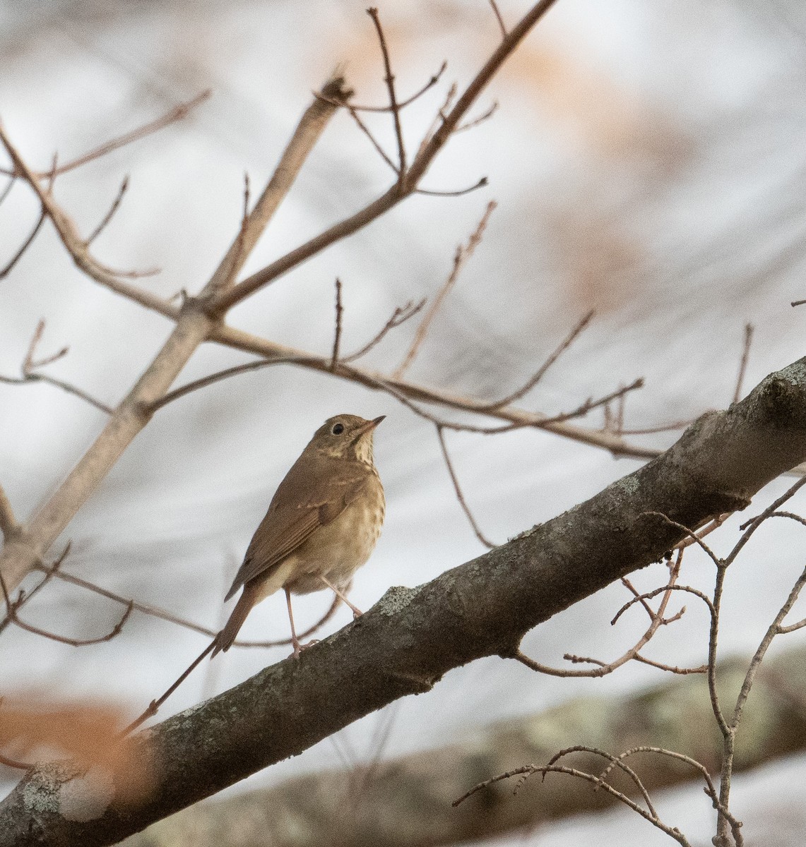 Hermit Thrush - ML625581942