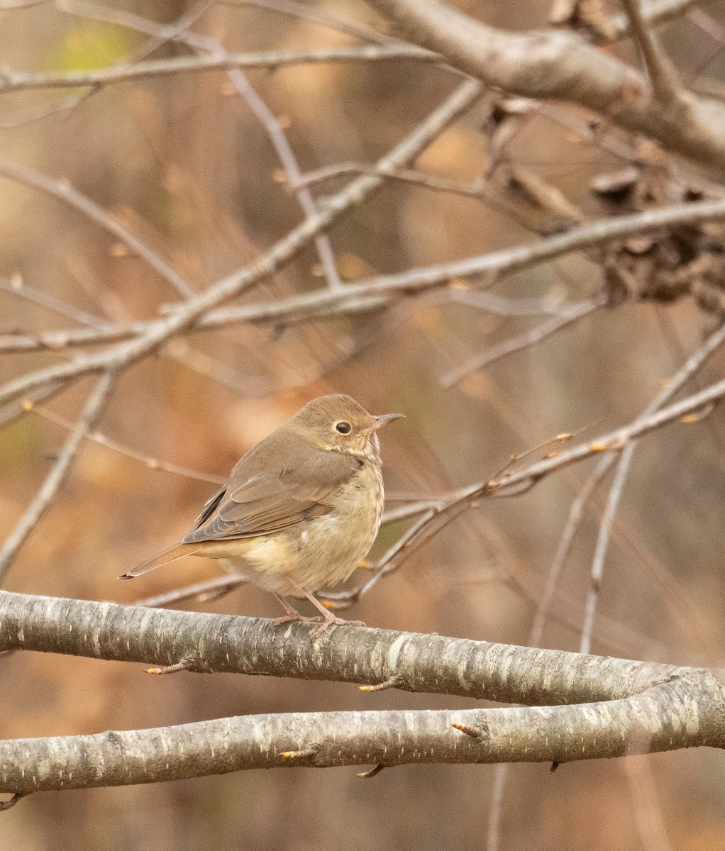 Hermit Thrush - ML625581943