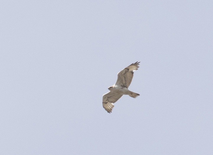 Ferruginous Hawk - ML625582076