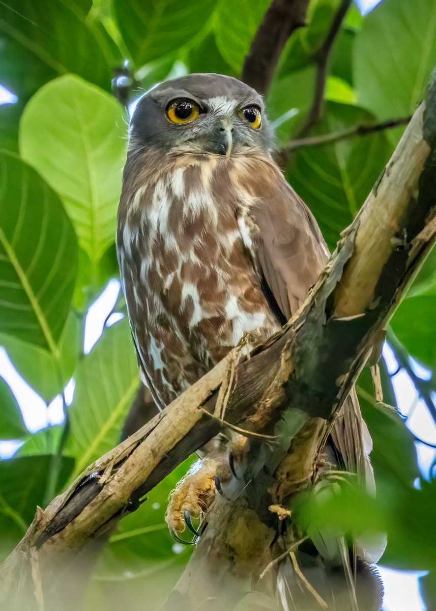 Brown Boobook - ML625582149