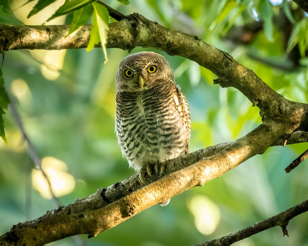 Jungle Owlet - ML625582160