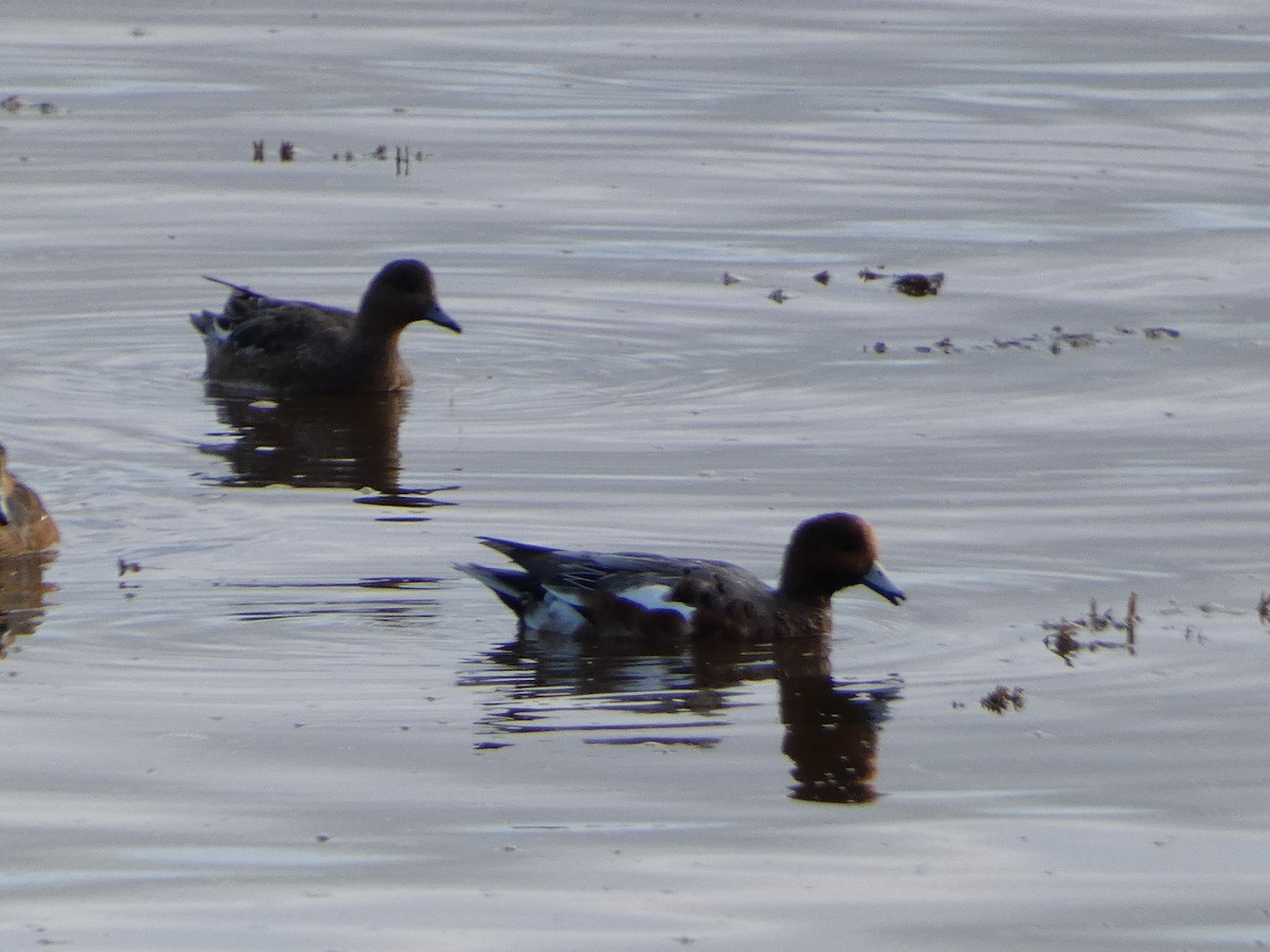 Eurasian Wigeon - Mike Tuer