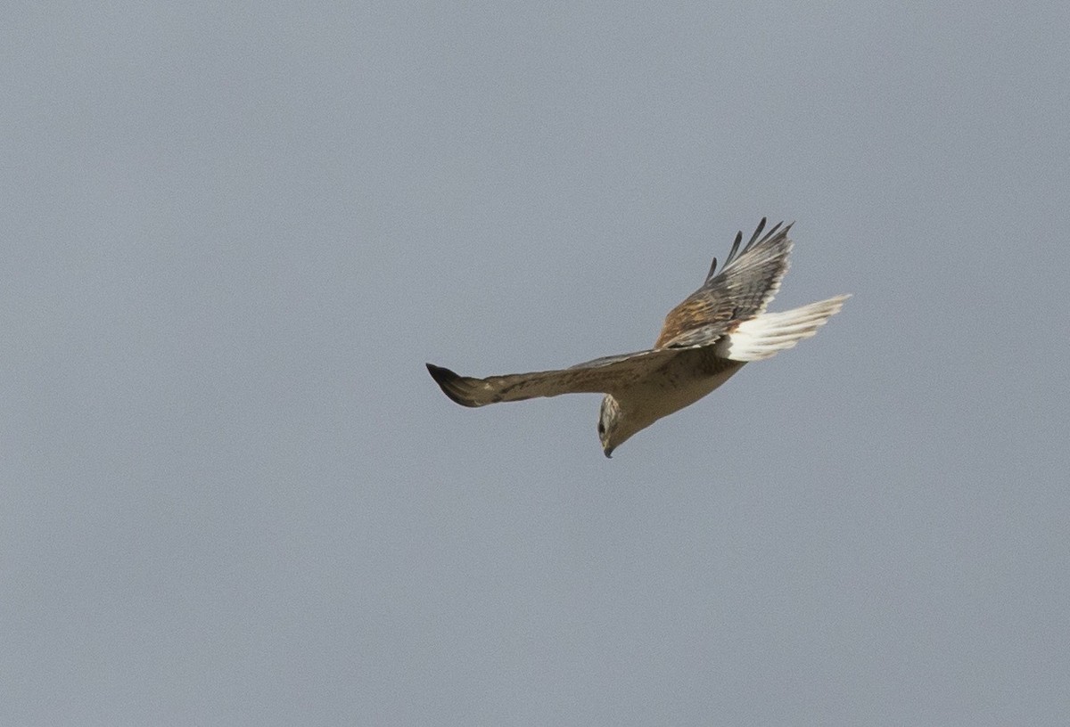 Ferruginous Hawk - ML625582215