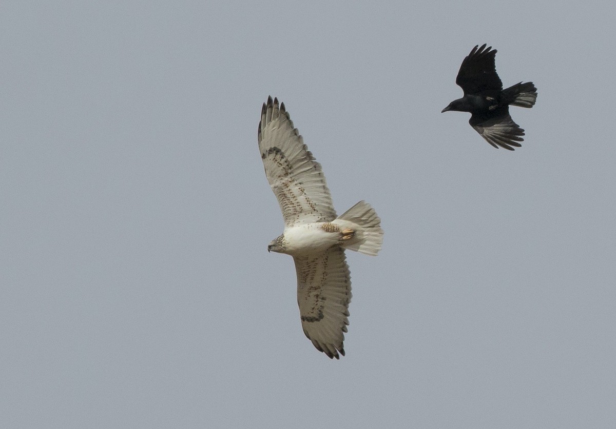 Ferruginous Hawk - ML625582216