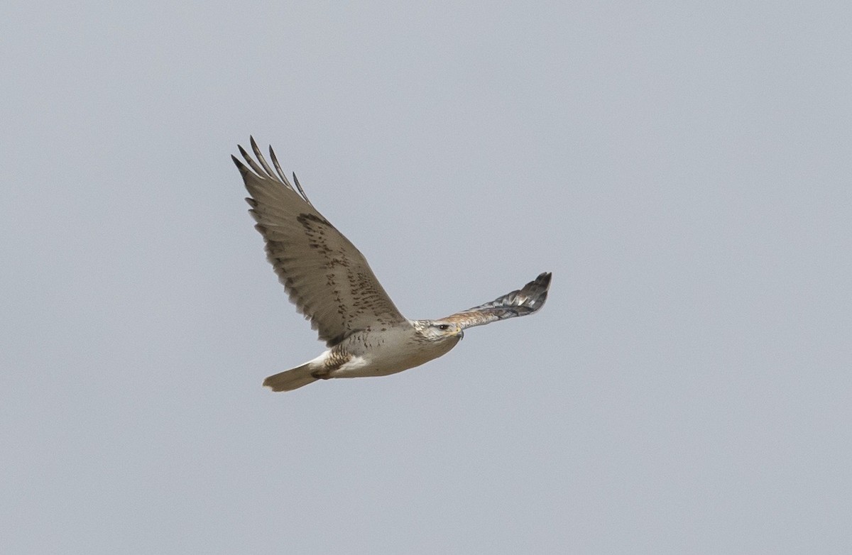 Ferruginous Hawk - ML625582217