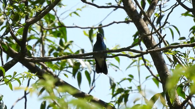 White-vented Violetear - ML625582425