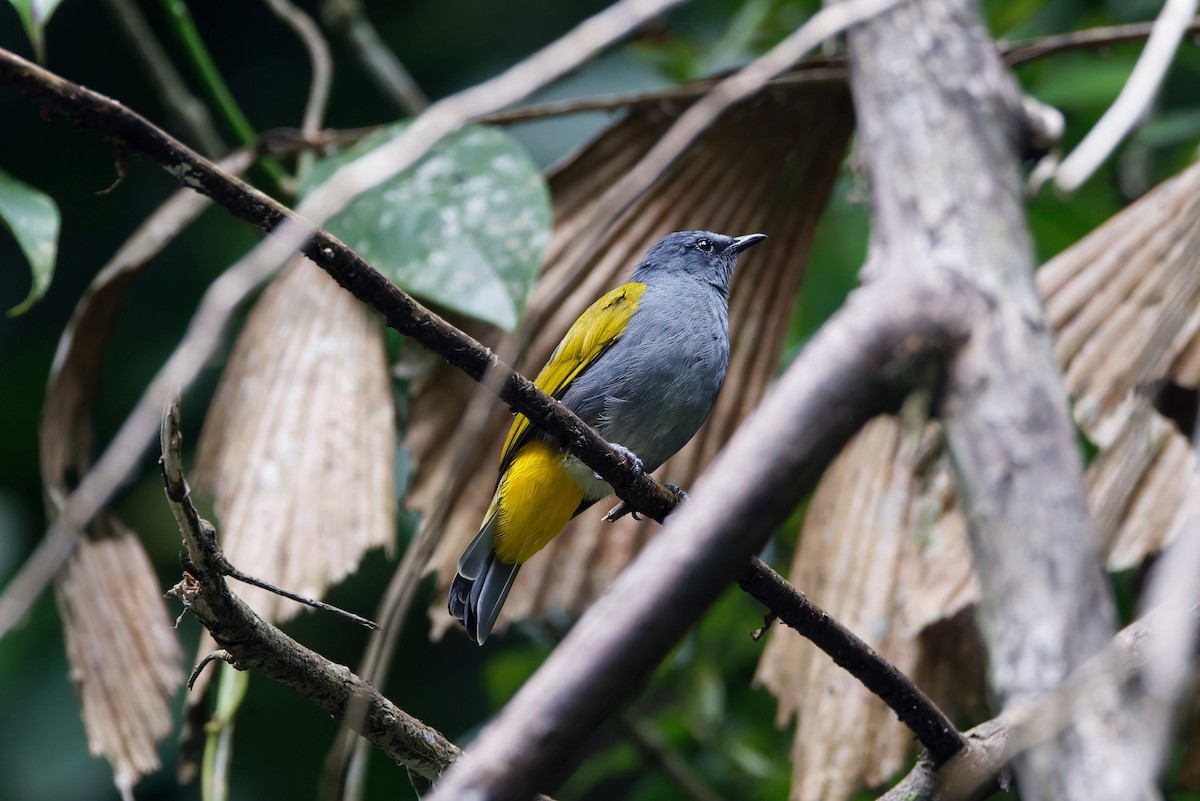 Gray-bellied Bulbul - Charles Davies