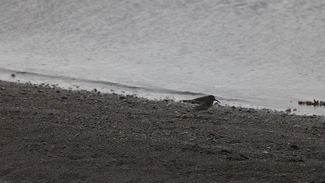 Rock Sandpiper (Aleutian) - ML625582564