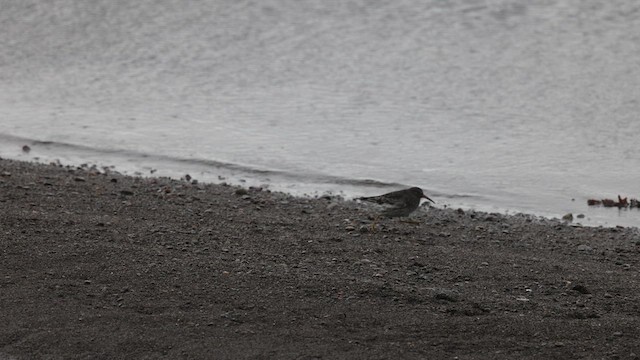 Rock Sandpiper (Aleutian) - ML625582564